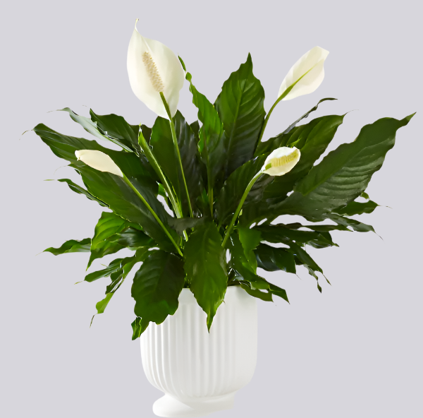 Peace Lily in ceramic vase